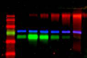Protein- and Nucleic Acid Detection