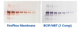 BCIP/NBT 1-Component Phosphatase Substrate, 6 x 100 ml, Artikel-Nr.: 5420-0033