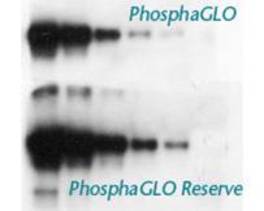 PhosphaGLO Reserve AP Substrat, 30 ml, Reference: 5430-0052