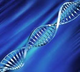 Hering Sperm DNA, 40 mg, 2 x 1,0 ml, Artikel-Nr.: 5920-0003