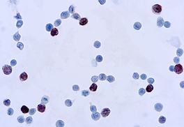 Adenovirus, M58 + M73, 1,0 ml, Artikel-Nr.: MOB355